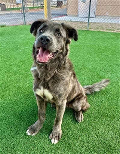 Rambo, a German Shepherd, available for adoption