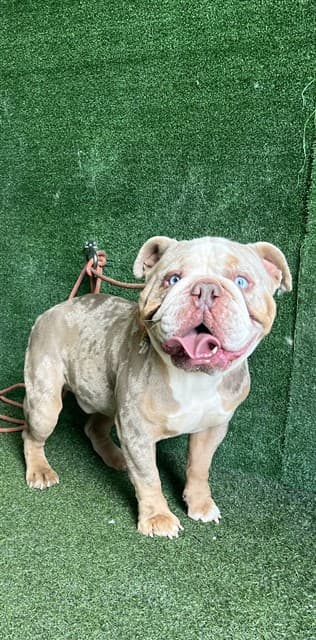 Flash, a English Bulldog, available for adoption