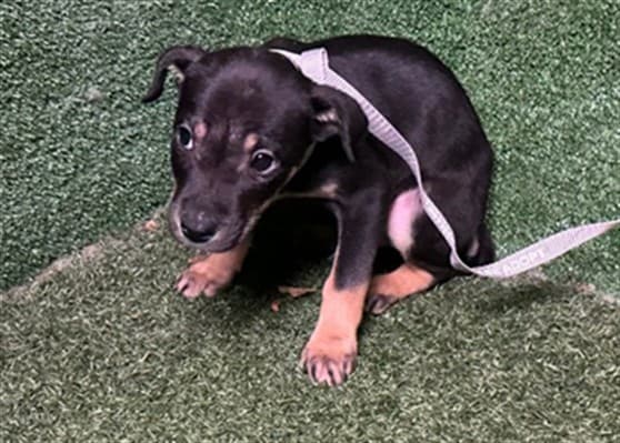 Corky, a German Shepherd, available for adoption