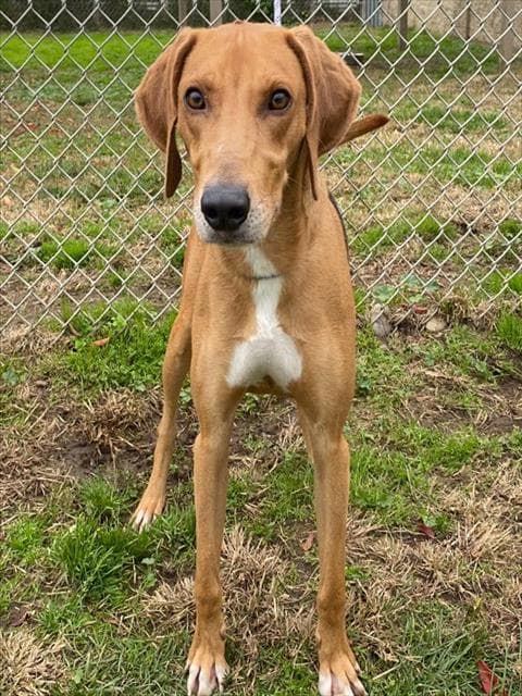 Scotty, a Redbone Coonhound, available for adoption