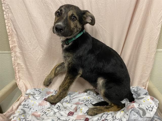 Scooby, a German Shepherd, available for adoption
