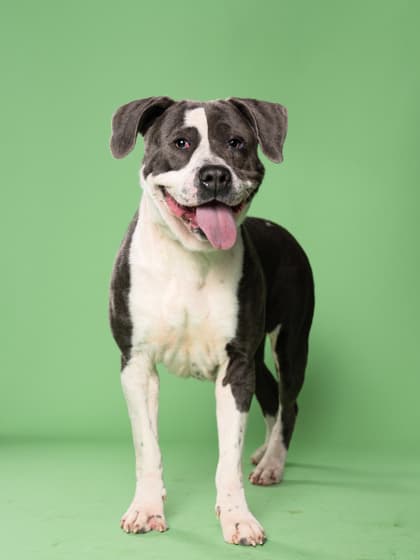 Chuchis4, a Terrier, available for adoption