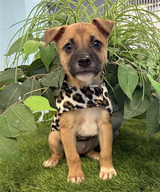 Aqua, a Pit Bull Terrier, available for adoption