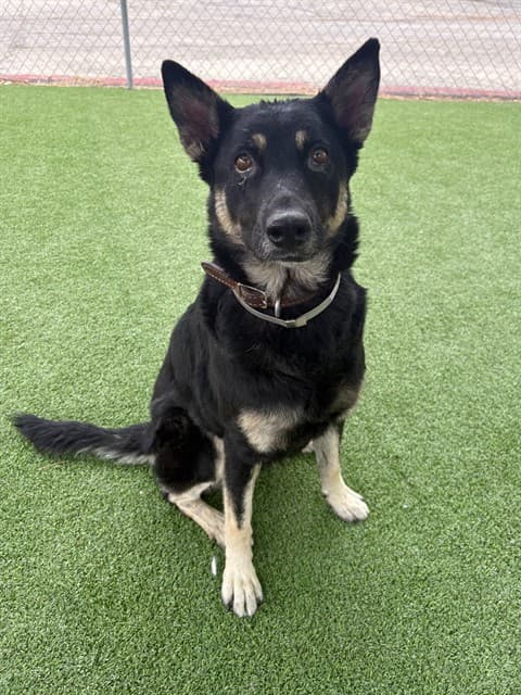 Lyra, a German Shepherd, available for adoption