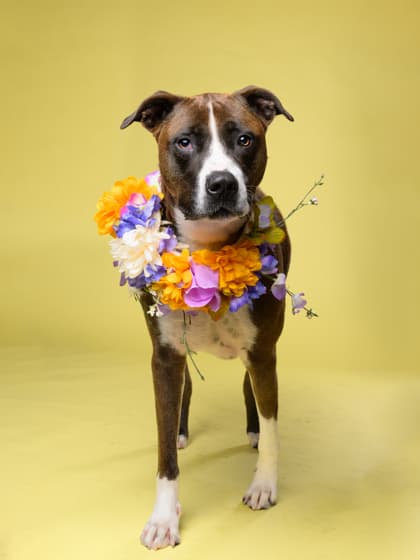 Dessa5, a Terrier, available for adoption