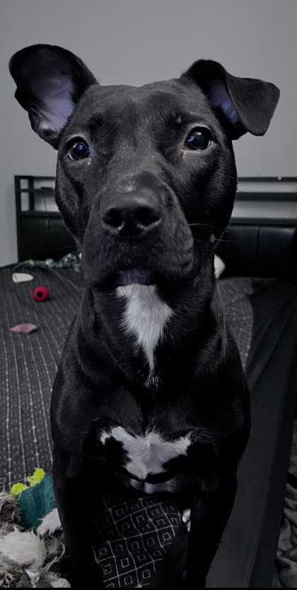 Tuxie, a Black Labrador Retriever, available for adoption