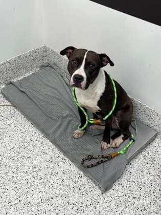 Yobro, a Terrier, available for adoption