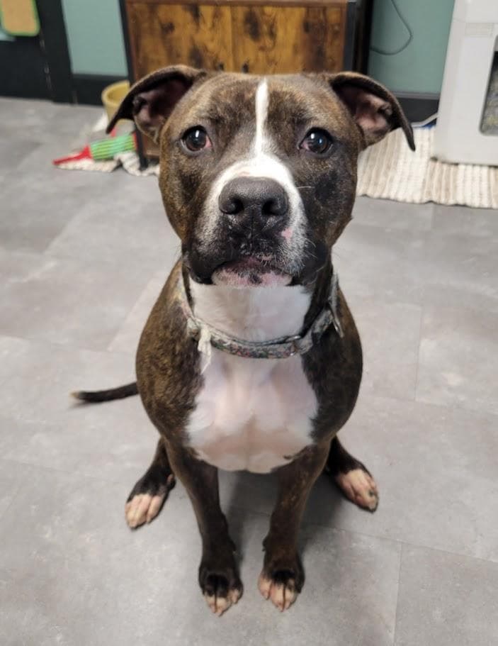 Taco, a American Staffordshire Terrier (mix breed), available for adoption