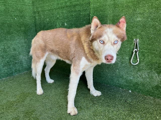 Jack, a Siberian Husky, available for adoption