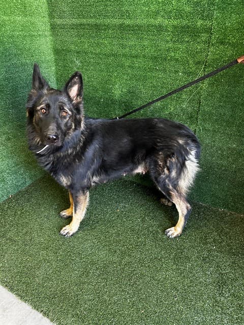 Luna, a German Shepherd, available for adoption