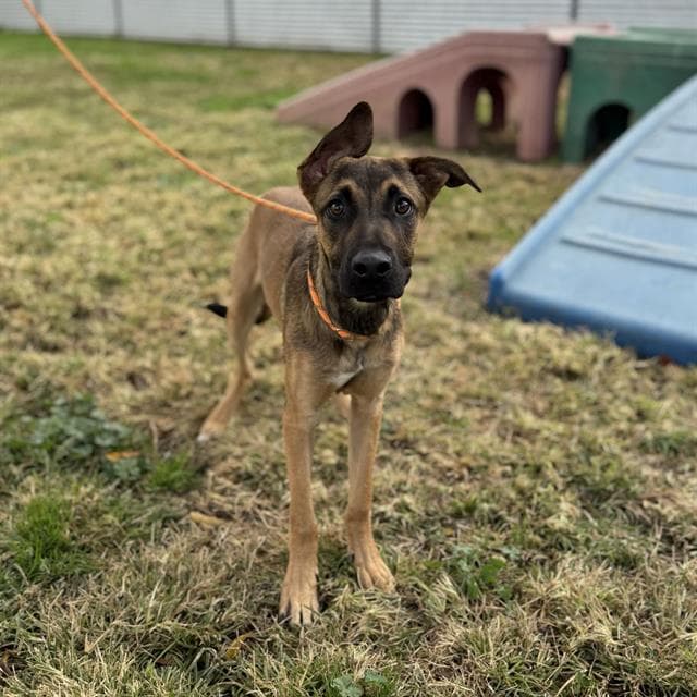 Andy, a German Shepherd, available for adoption