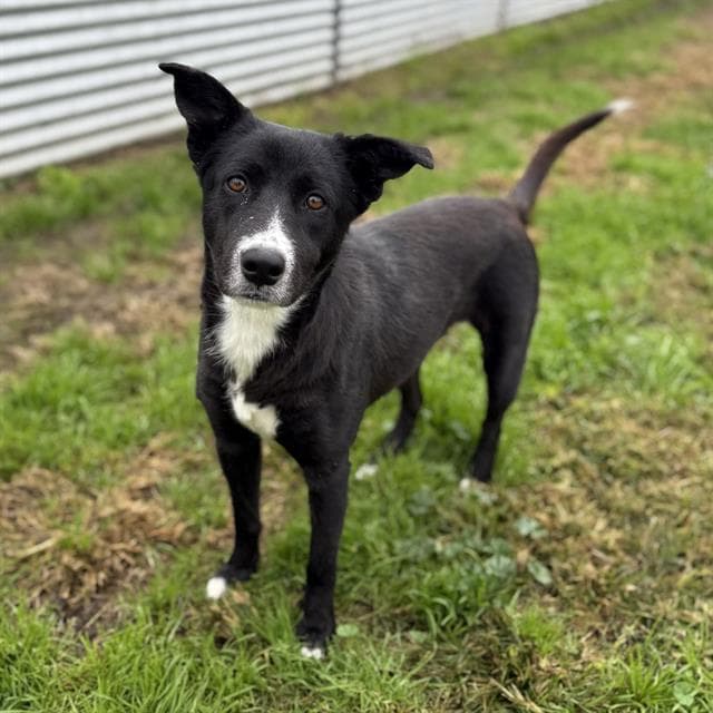 Binkie, a Border Collie, available for adoption