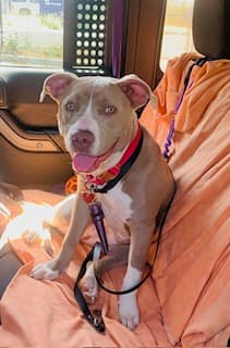 Lorraine, a Terrier, available for adoption