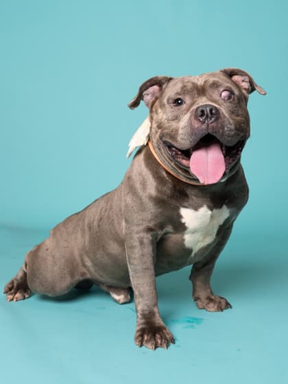 Burry4, a American Bulldog, available for adoption
