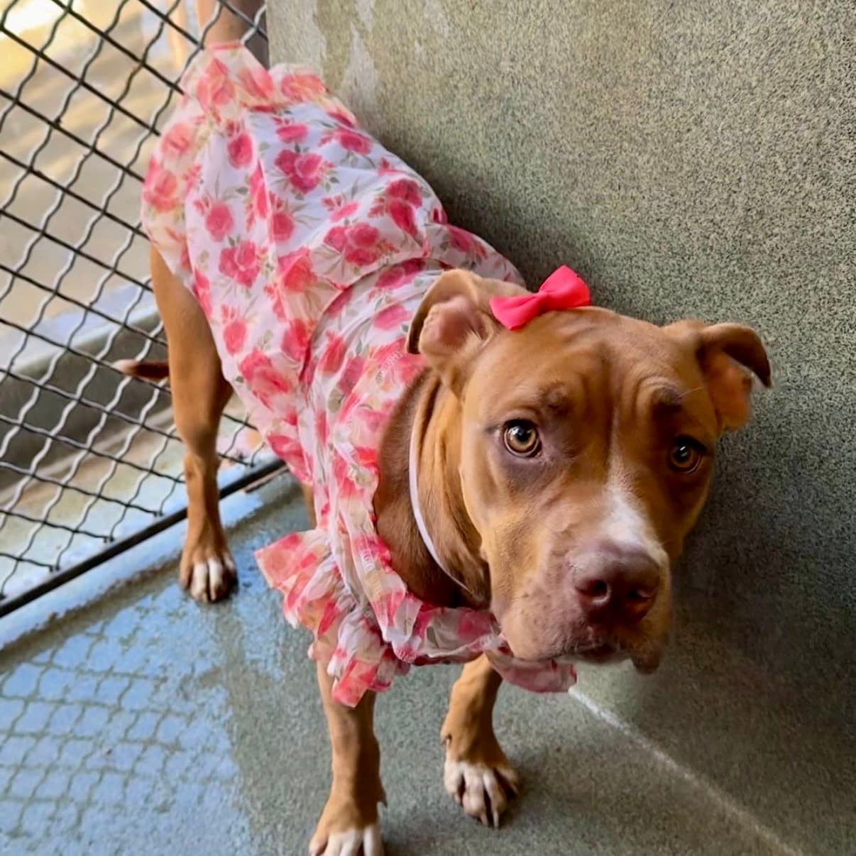 Maple, a Pit Bull Terrier, available for adoption