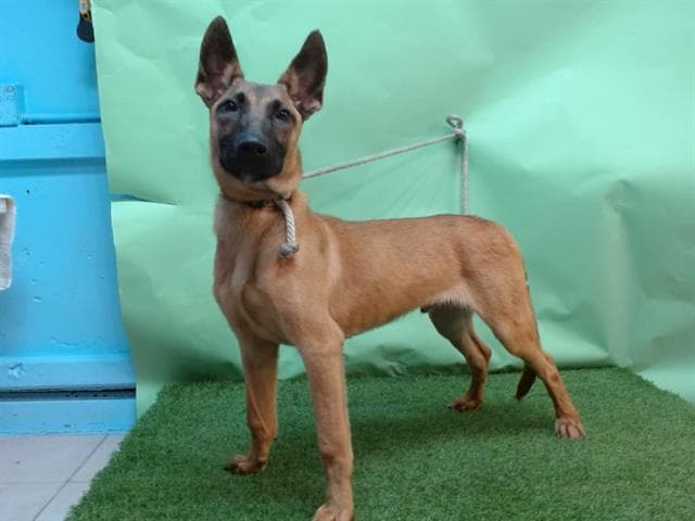 A5738766, a Belgian Shepherd Malinois, available for adoption
