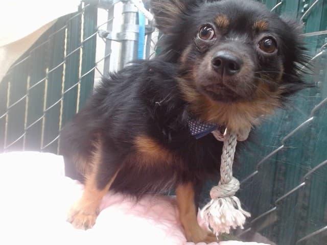 Henry, a Chihuahua, available for adoption