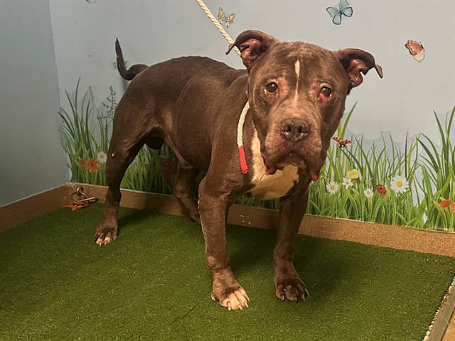 Tony, a Pit Bull Terrier, available for adoption