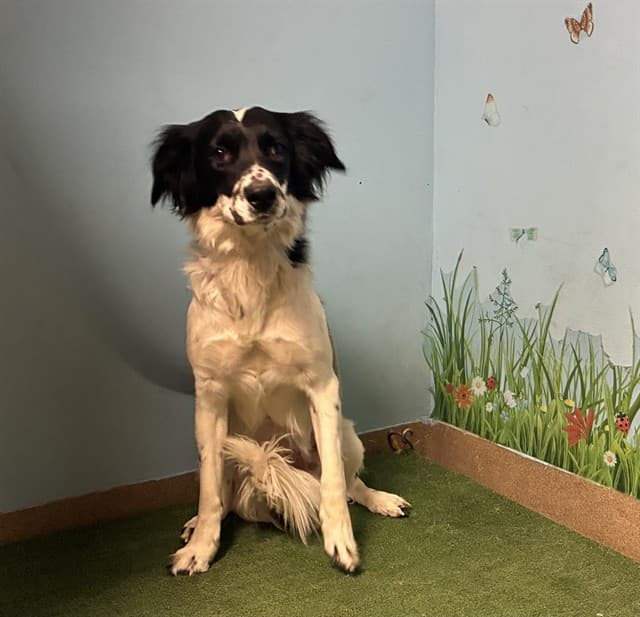 Abby, a Border Collie, available for adoption