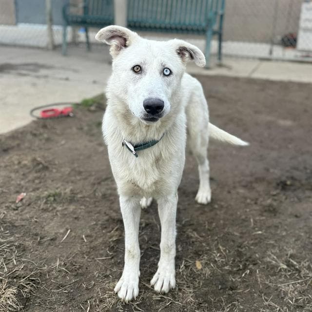 Stripe, a German Shepherd, available for adoption