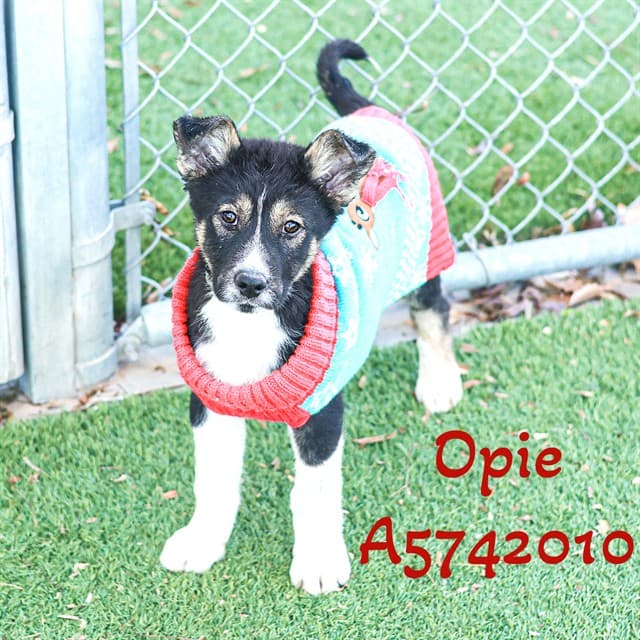 Opie, a German Shepherd, available for adoption