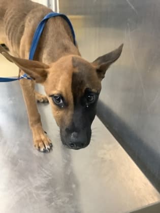 Duce, a Shepherd, available for adoption