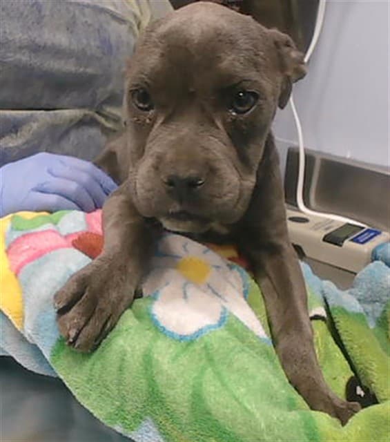 Unknown, a Mastiff, available for adoption