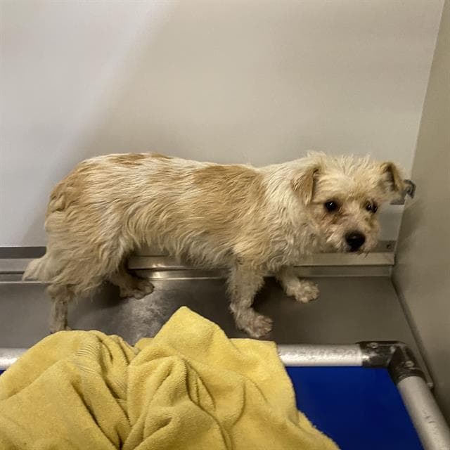 Stewart, a Norfolk Terrier, available for adoption