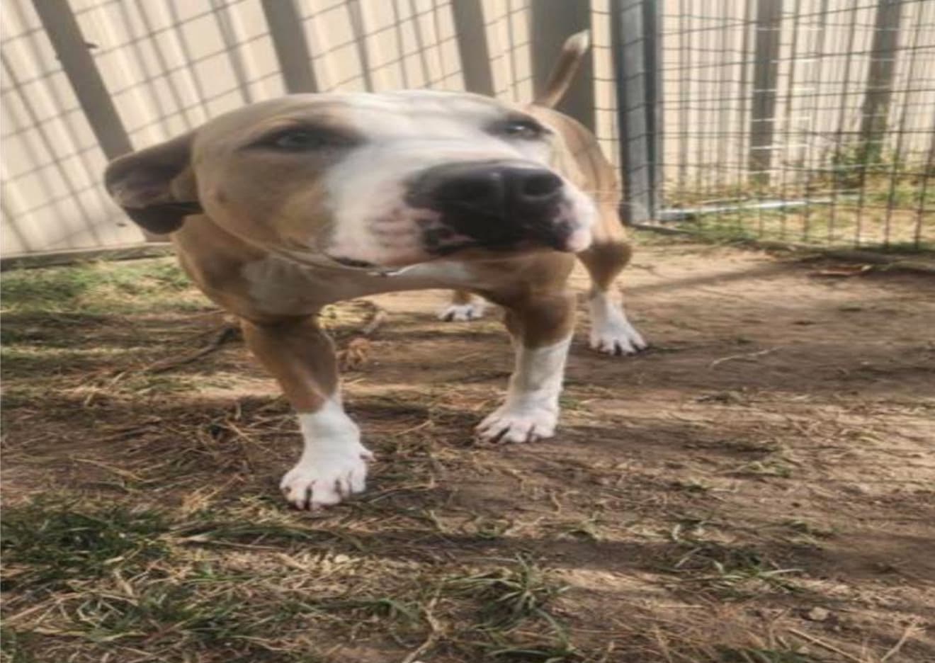 Randy, a American Staffordshire Terrier, available for adoption