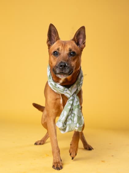 Graham5, a Terrier, available for adoption