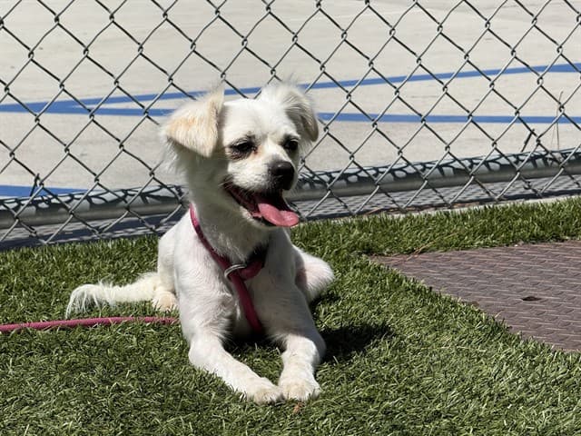 Lisa, a Lhasa Apso, available for adoption