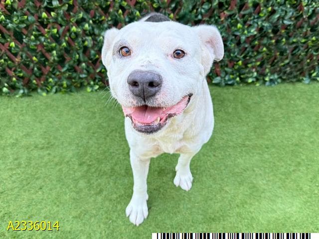 Big Leslie, a Labrador Retriever (mix breed), available for adoption