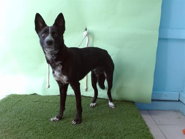 Skipper, a Australian Kelpie, available for adoption