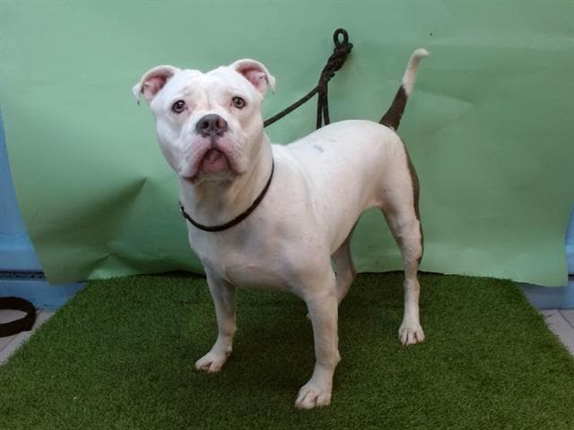 Kash, a Boxer, available for adoption
