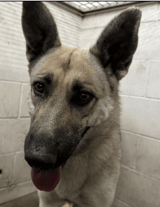 Miley, a German Shepherd, available for adoption