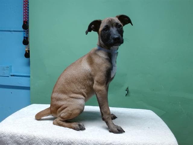 A5737547, a Belgian Shepherd Malinois, available for adoption