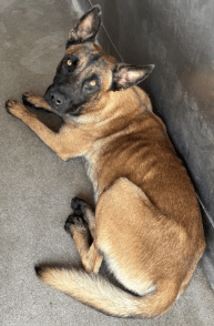 Ruger, a Belgian Shepherd Malinois, available for adoption