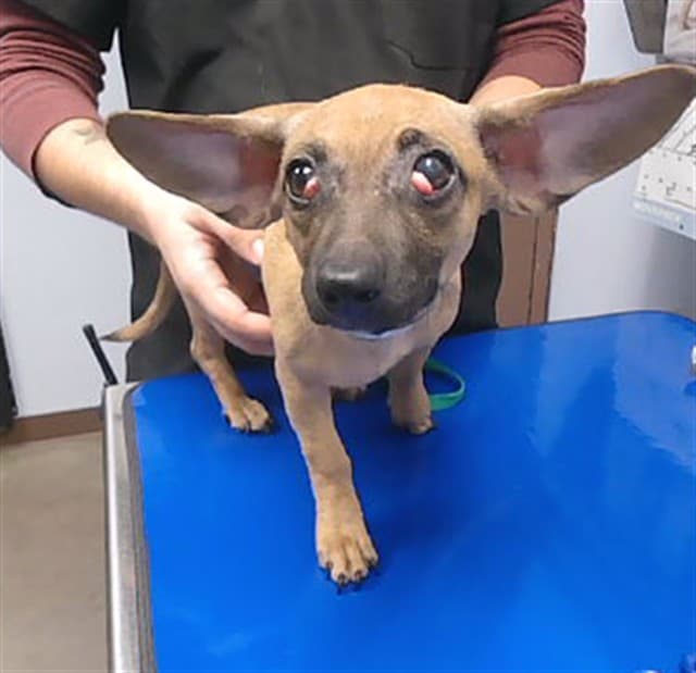 Hopper, a Chihuahua (mix breed), available for adoption
