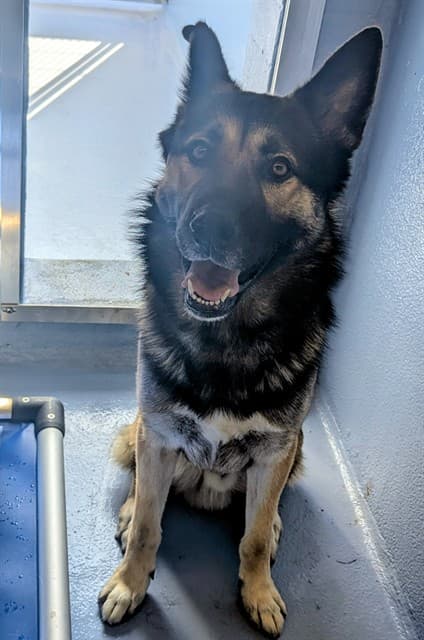 Milo, a German Shepherd, available for adoption