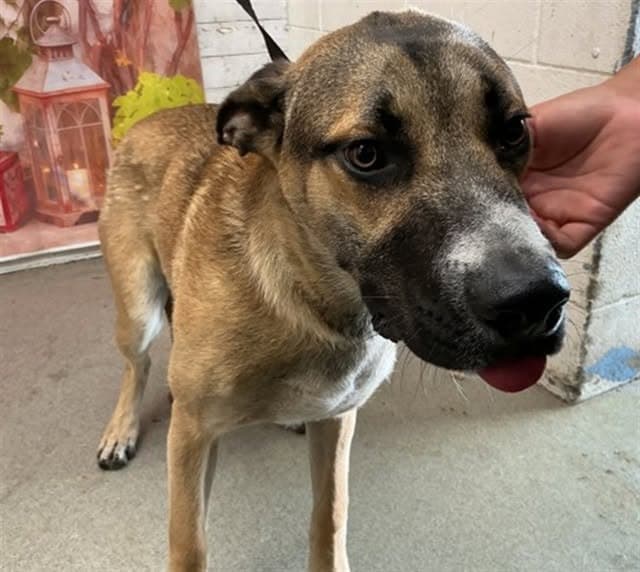 Xander, a German Shepherd, available for adoption