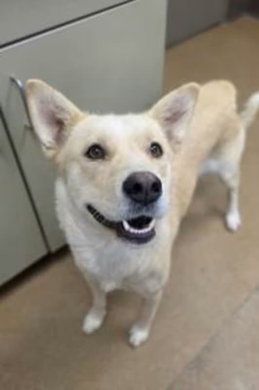 Whisper, a Husky (mix breed), available for adoption