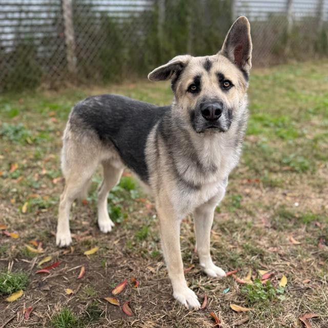 Kenny, a German Shepherd, available for adoption