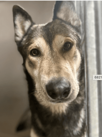 Oscar, a Siberian Husky, available for adoption