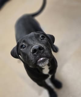 Skippy, a Labrador Retriever (mix breed), available for adoption