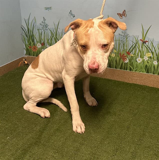 Thor, a Pit Bull Terrier, available for adoption