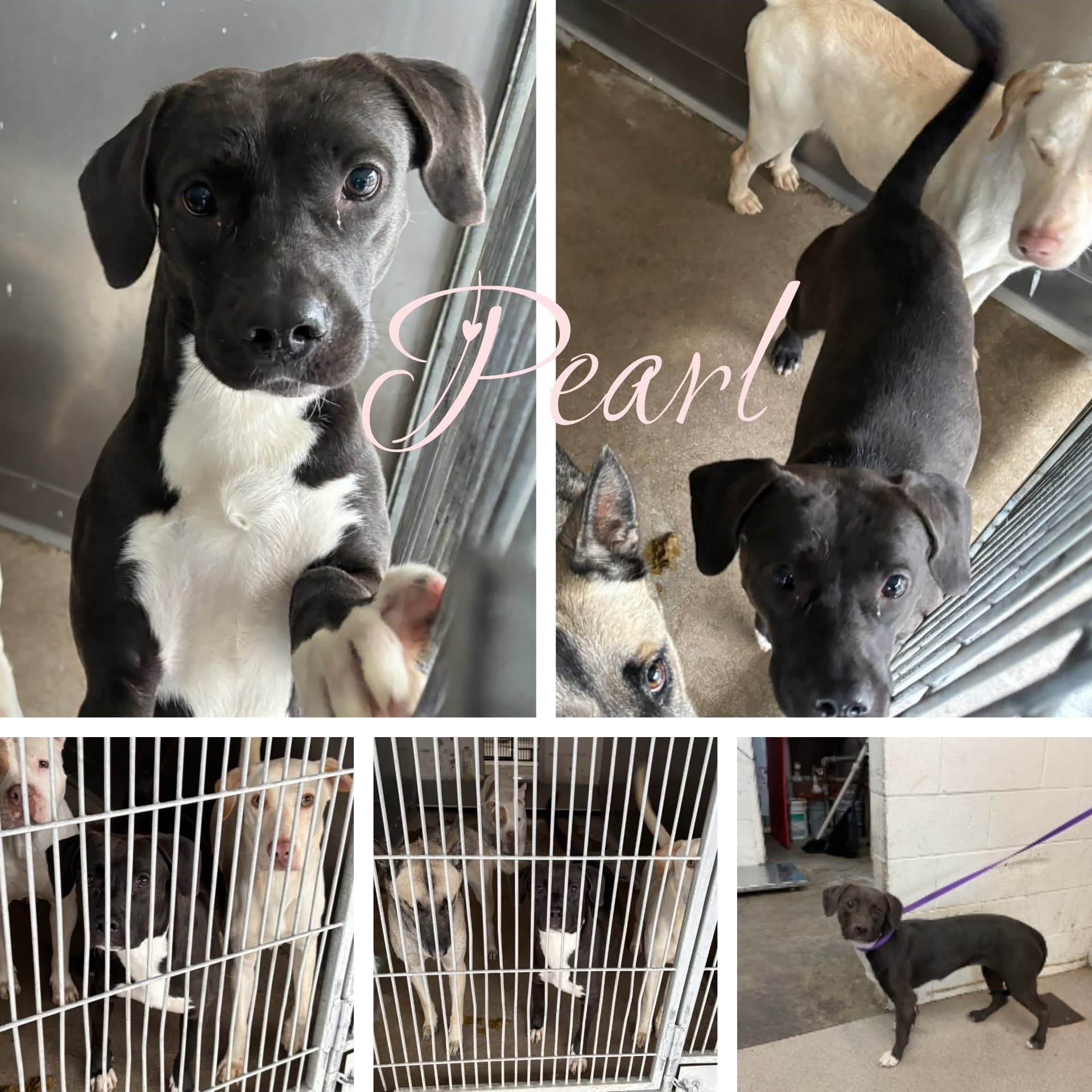 Pearl, a Pit Bull Terrier, available for adoption