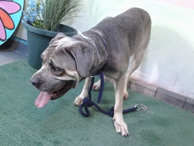 Estela, a Pit Bull Terrier, available for adoption