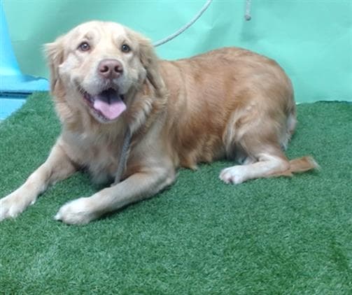 Frida, a Golden Retriever, available for adoption