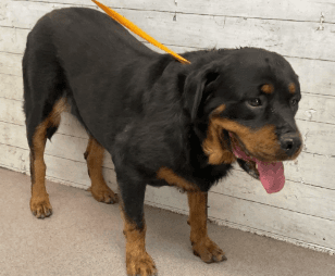 Hannah, a Rottweiler, available for adoption