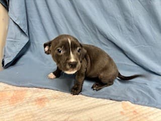 Meadow, a Pit Bull Terrier, available for adoption